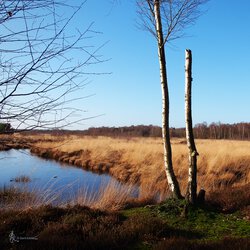 Moor 1